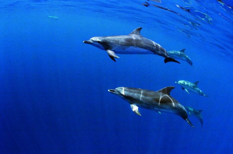 São Miguel: Wild Swimming With Dolphins - Booking and Cancellation Details