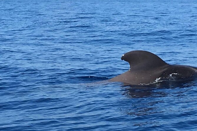 SEA Safari. to Masca, Dolphins, Whales, 3h Speedboat - Additional Information for Travelers