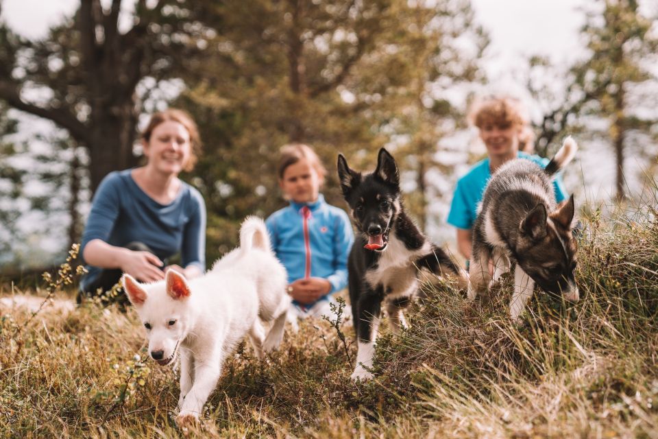 Tromsø: Puppy Training at the Husky Kennel With Lunch - Booking and Reservation Details