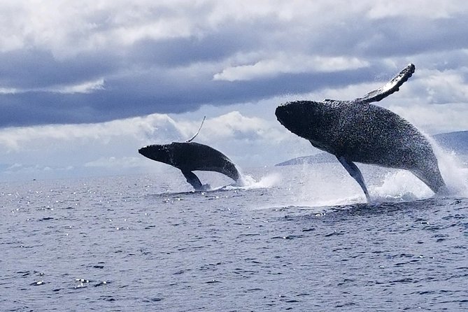 Ultimate 2 Hour Small Group Whale Watch Tour - Whale Sightings Guarantee