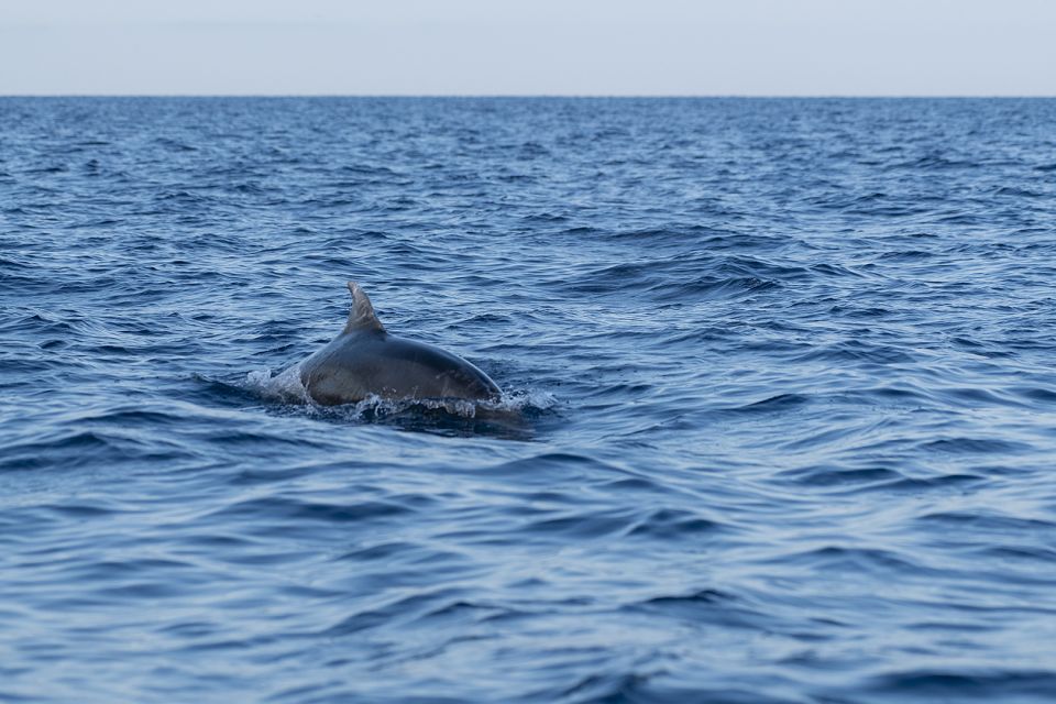 Vrsar: Dolphin Sunrise Adventure With Speedboat - Dolphin Search and Observation