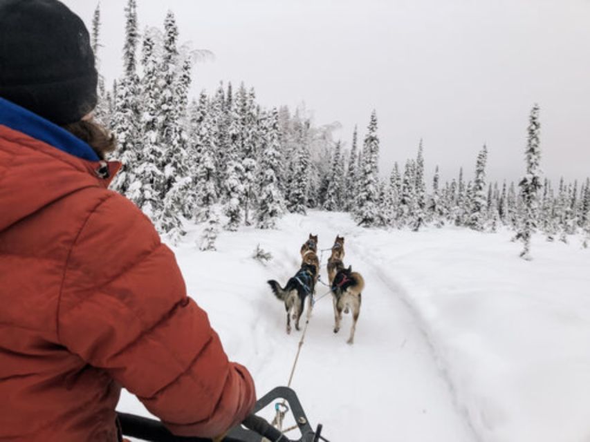 Willow: Traditional Alaskan Dog Sledding Ride - Post-Adventure Refreshments