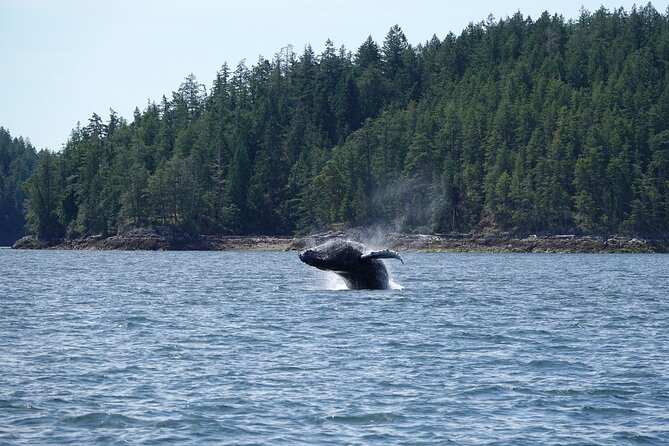 7-8 Hour Zodiac Whale Watching Tour - Key Points