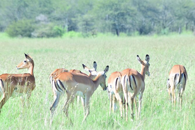 4 Days Tanzania Budget Group Join Safari- Serengeti & Ngorongoro - Unforgettable Wildlife Encounters