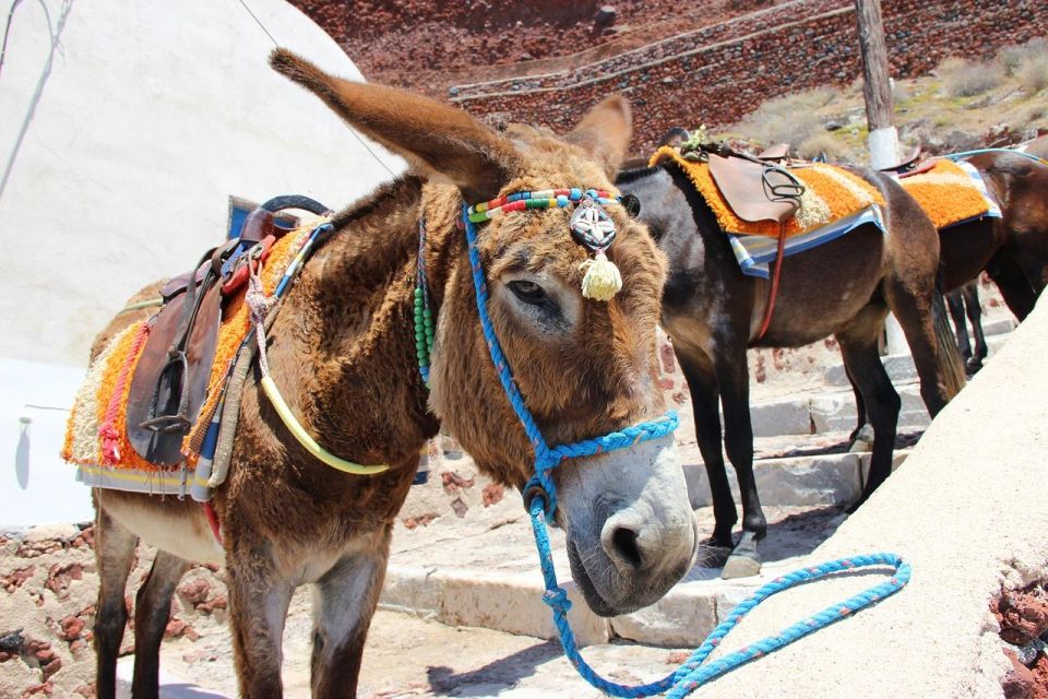 Best of Rhodes & Lindos - First Time Visitors- Half Day Tour - Lindos Village and Acropolis