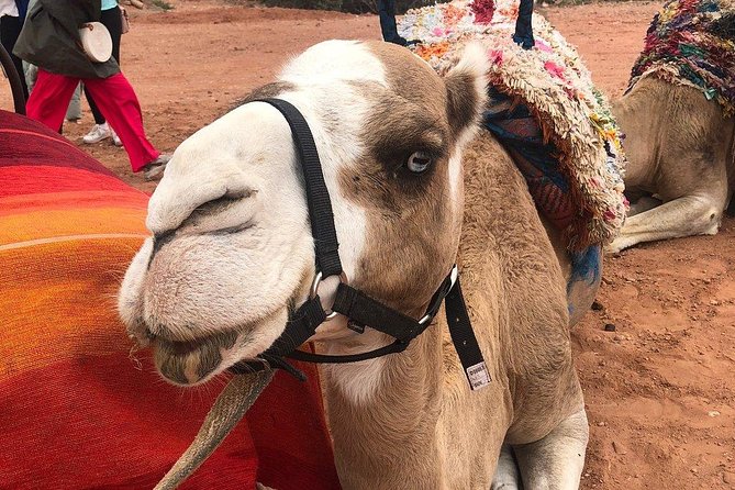 Desert Agafay and Atlas Mountains Day Trip From Marrakech & Camel Ride - Navigating Logistics and Policies