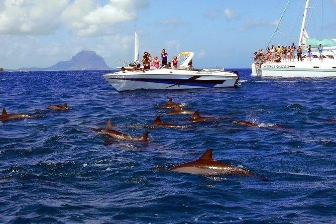 Dolphin Encounters, Ile Aux Benitier & Crystal Rock: Full-Day (Lunch & Transfer) - Accessible for Wheelchair and Stroller