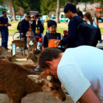 From Kyoto/osaka: Nara Sightseeing Private Day Tour Tour Overview