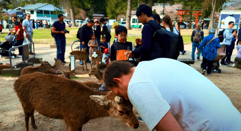 From Kyoto/osaka: Nara Sightseeing Private Day Tour Tour Overview