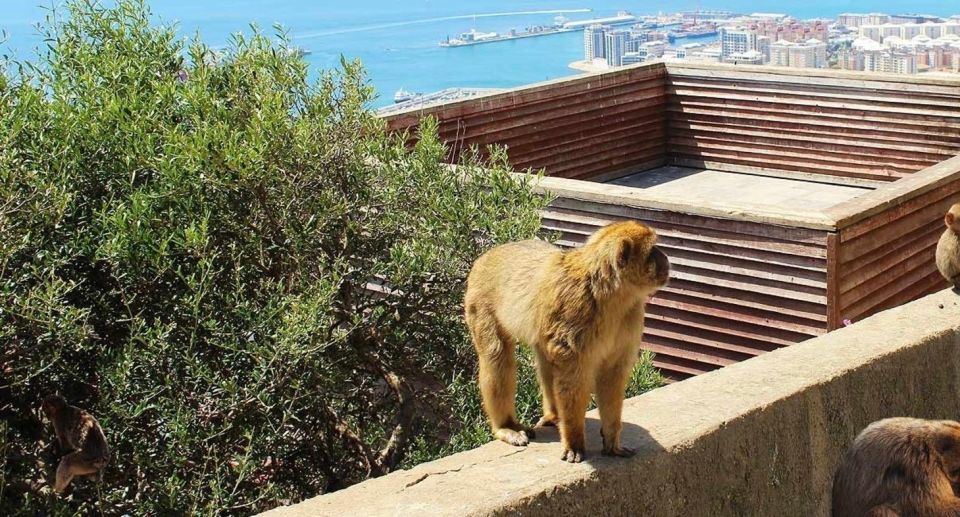 From Málaga/Torremolinos/Benalmádena: Day Trip to Gibraltar - Tips for First-Time Visitors