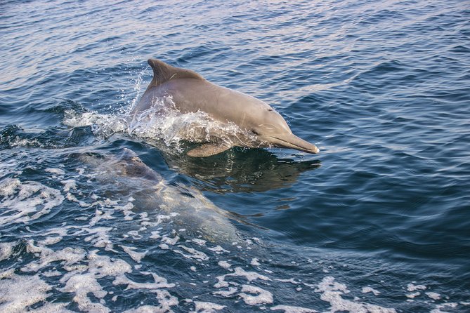 Full-Day Dhow Cruise in Khasab Musandam - Additional Considerations