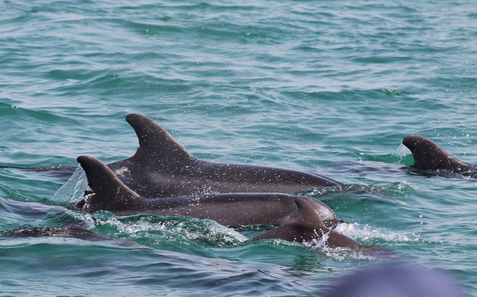 Full-Day Dolphin Watching Tour From Lisbon - Important Considerations