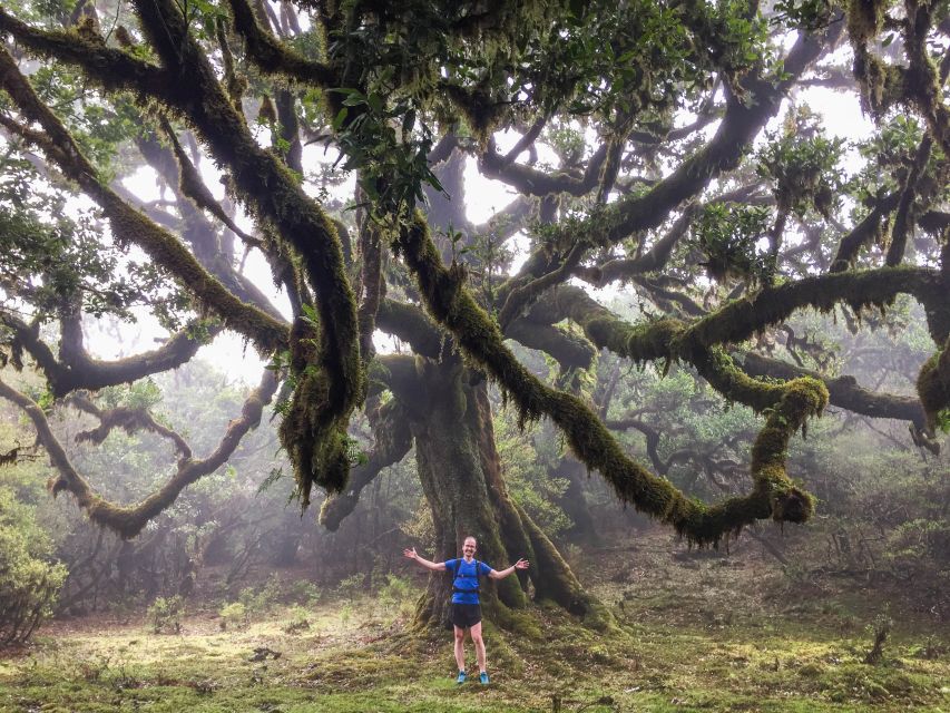 Funchal: Fanal Ancient Forest Running Tour - Levada Dos Cedros Trail