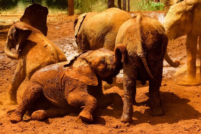 Giraffe Center, Elephant Orphanage and Beads Center - Booking Confirmation and Details