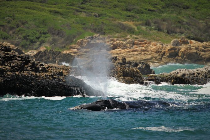 Hermanus Land Based Whale Walking Tour With Dave De Beer - Visiting Whale House Museum