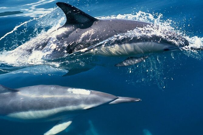 Hurghada Boat Trip to See Dolphins With Snorkeling and Lunch - Package Pricing and Variations