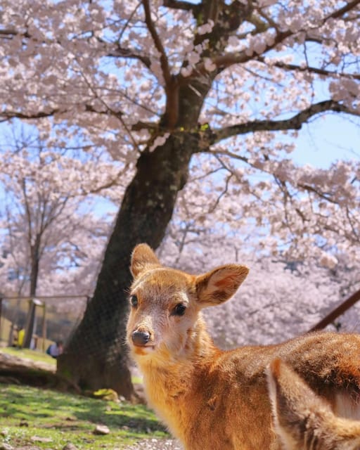 Kansai 10-Hour Chartered Day Trip｜Nara City - Customer Service and Contact