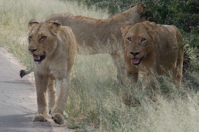 Kruger National Park - Private Sunrise Half Day Safari Trip. - Cancellation Policy