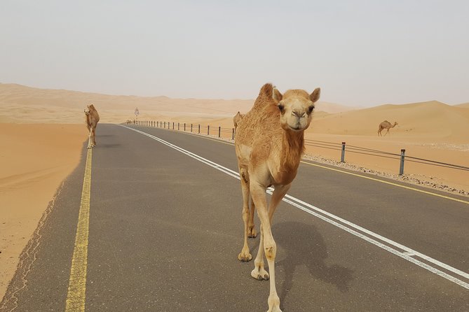 Liwa Oasis Desert Drive From Abu Dhabi - Booking and Cancellation Details