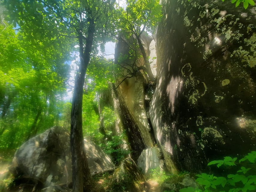 Mountain Train Experience Hiking & Mystic Forest (From Nice) - Water Bottles Provided for Guests