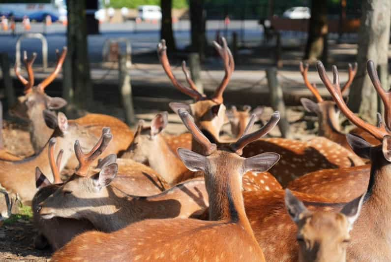 Nara Early Bird Tour (Kyoto Station Departure) - Start Time