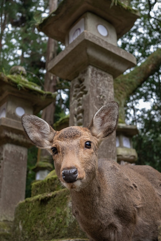 Nara PRIVATE TOUR: Todai-ji and Nara Park (Spanish Guide) - Customer Reviews