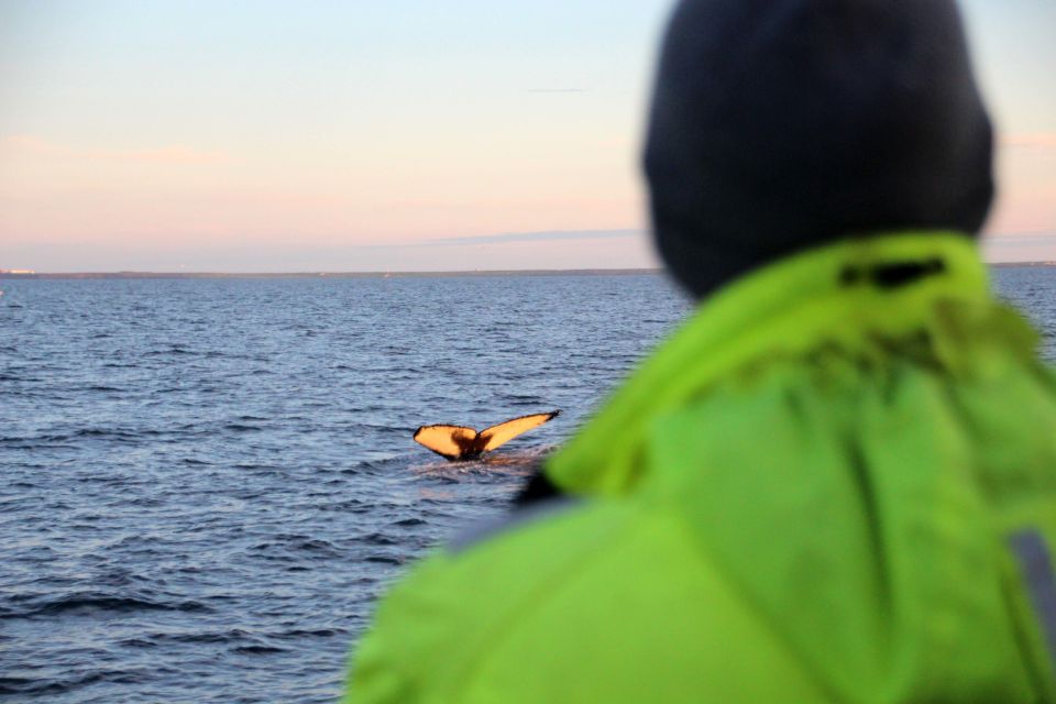 Reykjavik: Midnight Sun Whale Watching Cruise - Preparing for the Whale Watching Tour