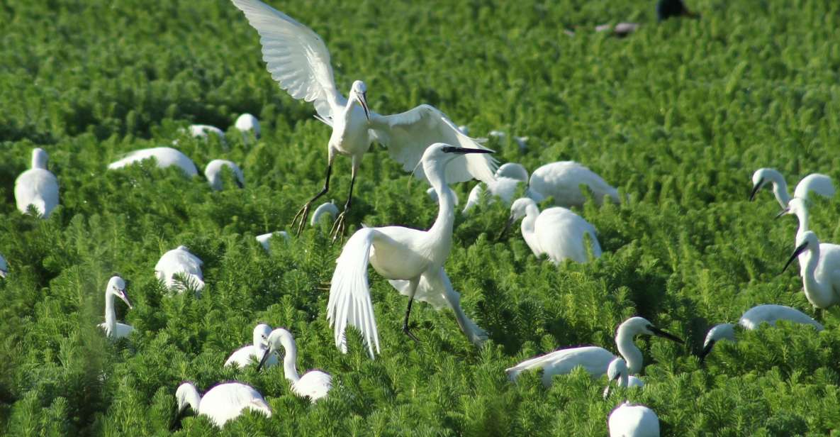 Ria De Aveiro: Birdwatching Tour (Full Day) - Booking and Availability