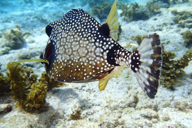 Sailing and Snorkeling Day Tour to Les Saintes - Highlights of the Tour