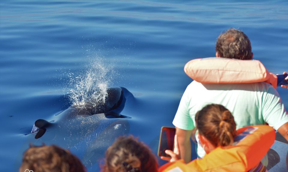 São Miguel: Wild Swimming With Dolphins - Group Size and Duration