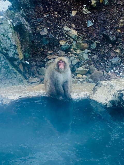 Snow Monkey Park Day Tour Pick-up and Drop-off From Nagano - Lunch Break and Optional Extras