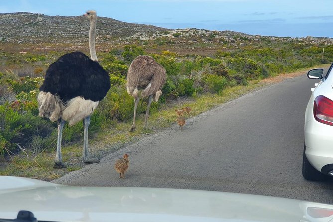 Table Mountain, Penguin and Cape of Good Hope - What to Bring