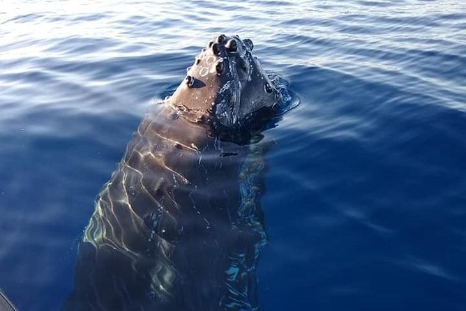 Ultimate 2 Hour Small Group Whale Watch Tour - Small Group Comfort