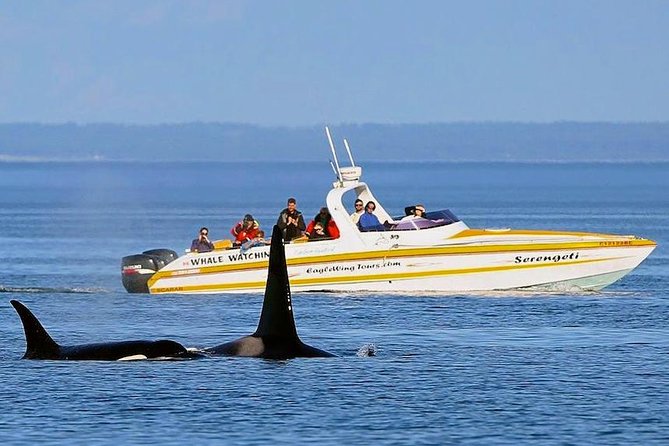 Victoria Whale and Wildlife Cruise - Wildlife Sightings and Highlights