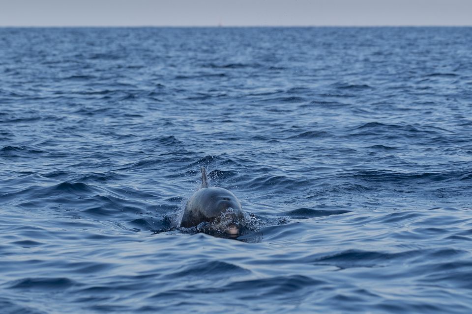 Vrsar: Dolphin Sunrise Adventure With Speedboat - Ensuring Dolphin Well-being