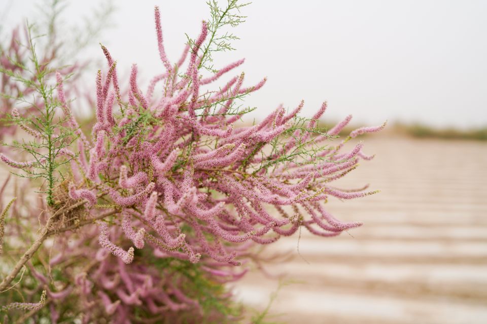 White Sands NP Self-Guided Driving & Walking Tour - Explore Diverse Ecosystems