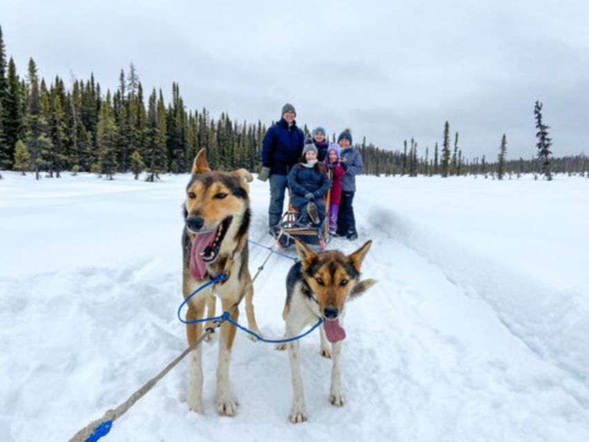 Willow: Traditional Alaskan Dog Sledding Ride - Frequently Asked Questions