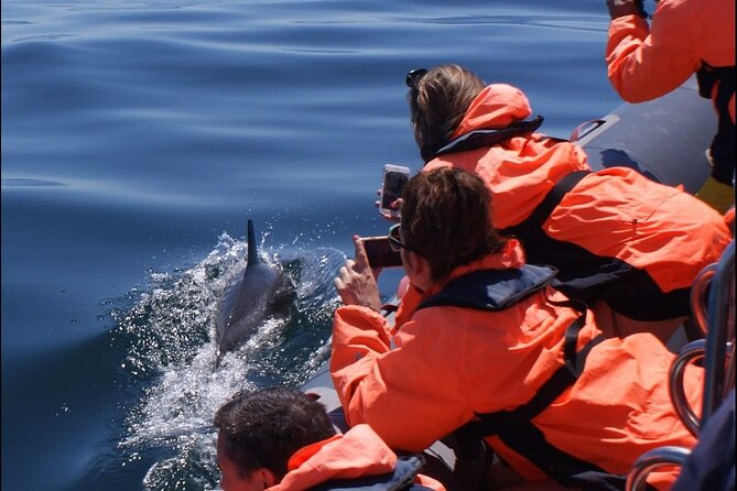 Dolphins Watching - Confirmation Details