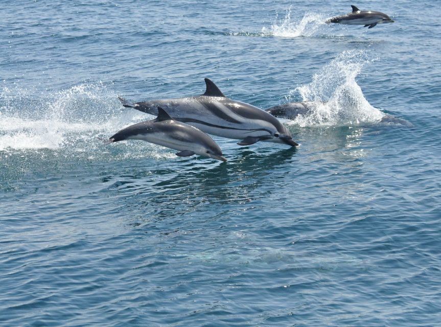 From Costa Del Sol: Gibraltar Dolphin Watching by Boat - Booking Information