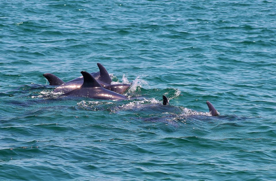 Full-Day Dolphin Watching Tour From Lisbon - Booking and Reservation