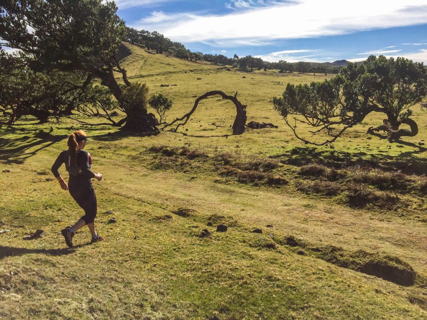 Funchal: Fanal Ancient Forest Running Tour - Booking and Cancellation