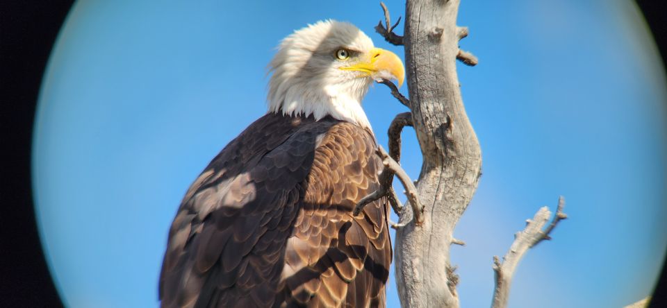 Gardiner: Yellowstone National Park Half Day Guided Hike - Whats Included in the Experience