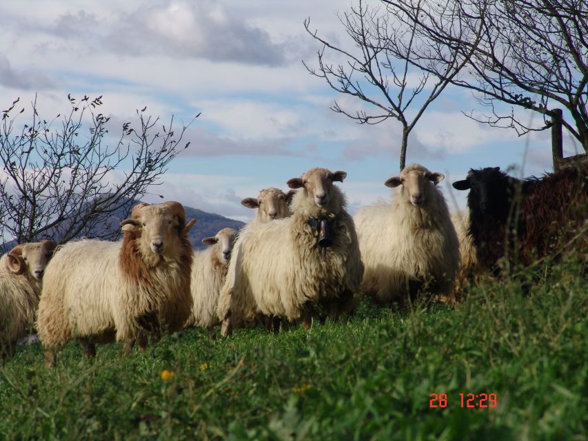 Idiazabal Cheese Tour From San Sebastian - Things To Known