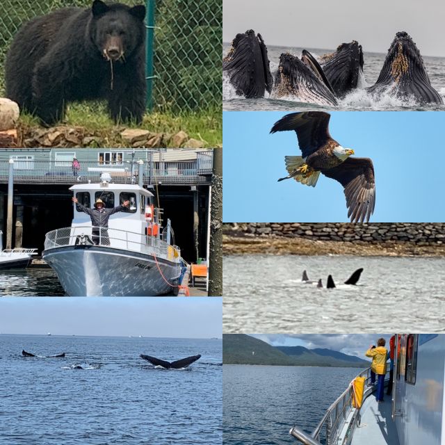 Ketchikan: Marine Wildlife and Whale Watching Boat Tour - Tour Duration and Highlights