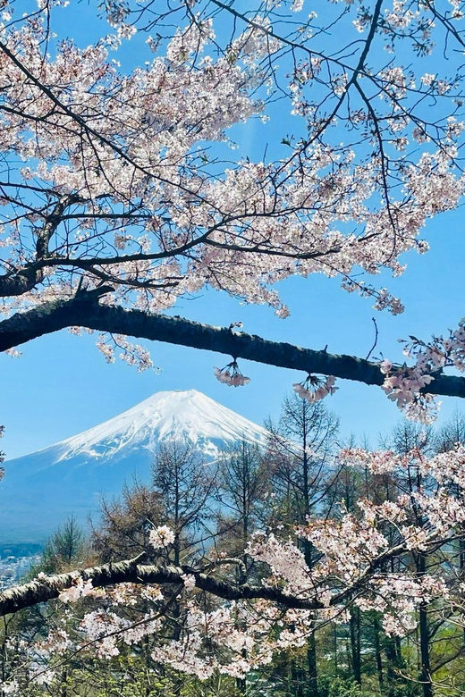 Mount Fuji and Lake Kawaguchiko With Pick-Up & Drop-Off - Discover Oishino Hakkai