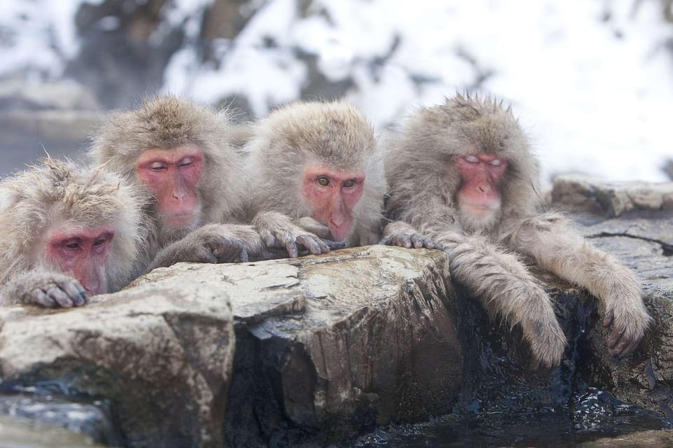 Nagano: Snow Monkeys, Zenkoji Temple & Sake Day Private Tour - Cancellation Policy