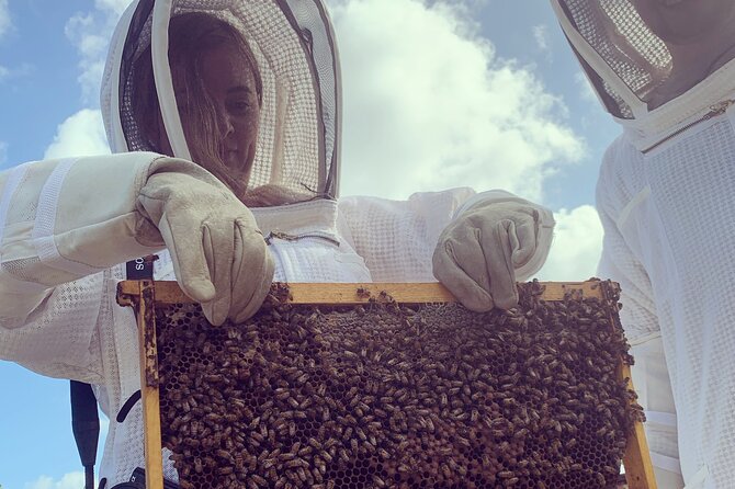 Reagan's Honey Beekeeping Adventure - Honey Harvesting