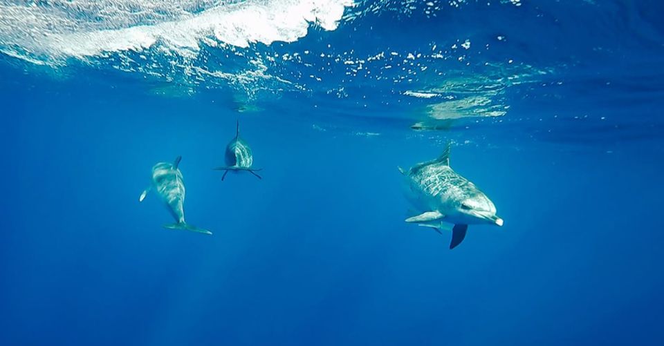 São Miguel: Wild Swimming With Dolphins - Language Support Provided