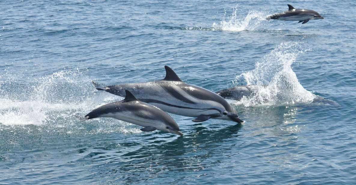 From Costa Del Sol: Gibraltar Dolphin Watching by Boat - Things To Known