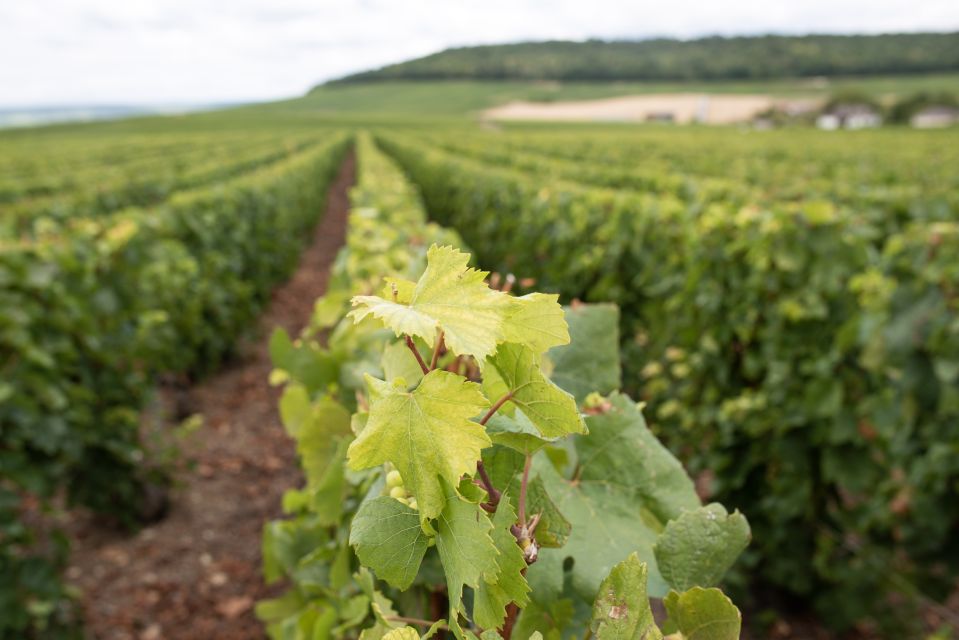 From Reims: Champagne and Family-Run Wineries Tour - Frequently Asked Questions